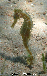 nice little sea horse by Justin Williams 